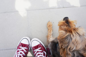 Shoes and dog