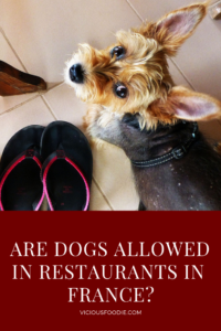 are dogs allowed in restaurants in France