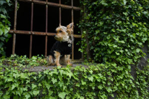 Luna the traveling dog sits on a windowsill overgrown with ivy - an old abandoned building