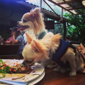 dogs in restaurant costa rica