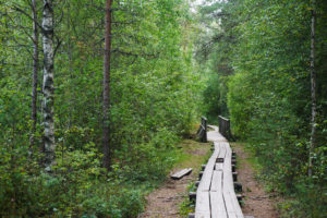 Estonia bog walk