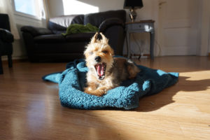 Luna the dog scream-yawning