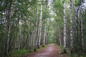 forest walk estonia