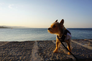 Luna the traveling pooch stands on a stone wall overlooking the ocean
