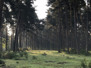Tour des Monts Aubrac: forest with early morning sunlight filtering through trees