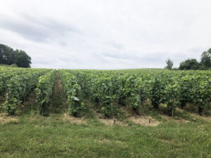 Vineyards in Epernay
